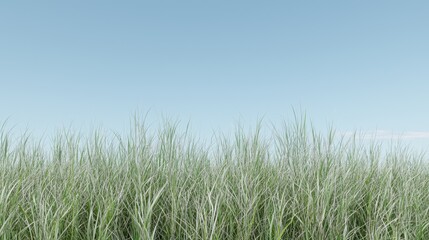 Fototapeta premium Tall grass under a clear blue sky, nature background for website or design