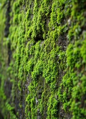 Green moss on old brick wall. Natural background. Selective focus. MossCovered Stone Wall