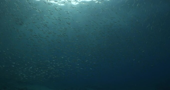 silversides   under sun shine and beams underwater silverside fish school Atherina boyeri