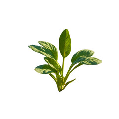 Sustainable  Crop Rotation Plans