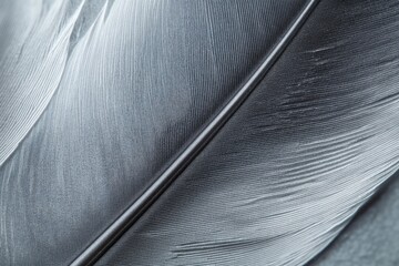 A single feather in black and white photograph, suitable for use in illustrations, designs, or as a symbol
