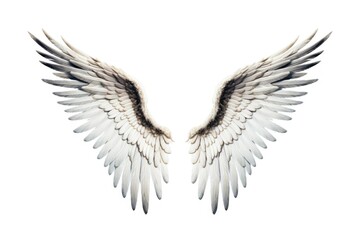 Fototapeta premium Flying white wing bird.