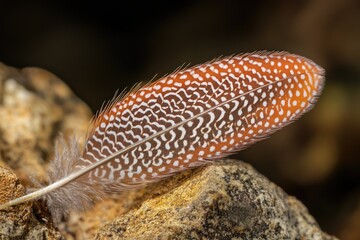 Obraz premium A lone brown and white feather sits atop a rock, surrounded by natural elements