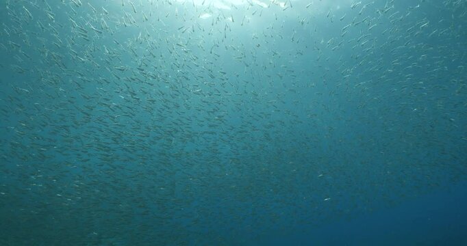 silversides atherinas sun shine and beams underwater silverside fish school Atherina boyeri mediterranean sea