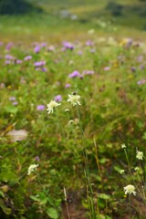 Medicinal wild herbs of the Caucasus.