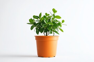 Fototapeta premium Green Plant in Orange Pot - A vibrant green plant thrives in a cheerful orange pot, set against a clean white background. Perfect for home decor or gardening themes