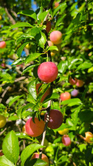 wild plum tree with ripe fruits