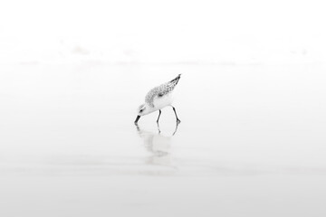 Correlimos buscando comida en la playa