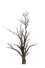 A dry tree stands alone in the barren landscape, a symbol of resilience and struggle.