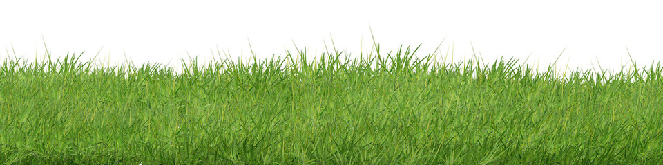 green grass isolated on white background