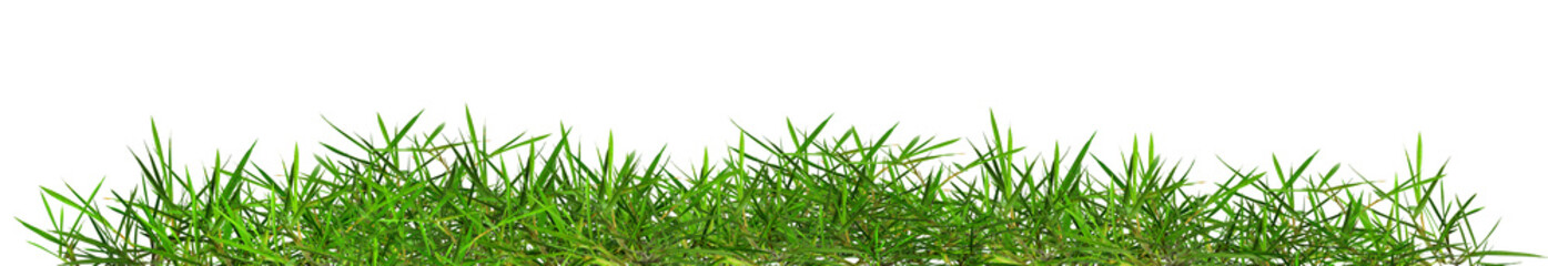 Fototapeta premium The green grass stands outdoors against a white background.