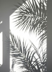 Obraz premium Shadow of palm leaves on a white wall. Black and white. Palm Shadow Play