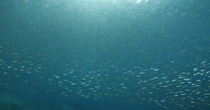 silversides atherinas sun shine and beams underwater silverside fish school Atherina boyeri mediterranean sea