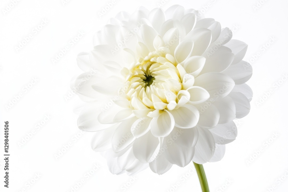 Poster A simple still life featuring a single white flower in a vase on a table