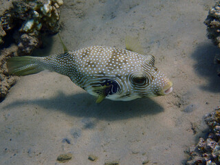 Arothron hispidus fish © jonnysek