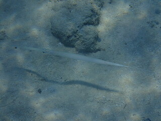 Fistularia commersonii fish