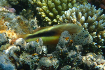 Paracirrhites forsteri fish