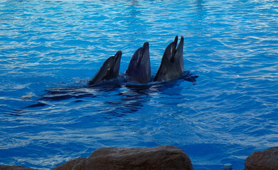 dolphins in the water