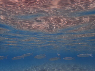 milkfish in the red sea