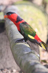 lorius lory erythrothorax bird