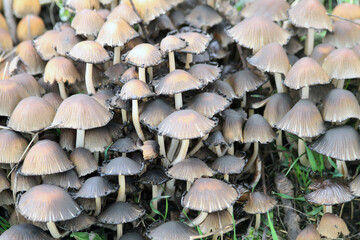 coprinellus genus mushrooms