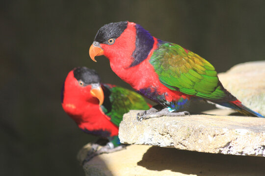 lorius lory erythrothorax bird