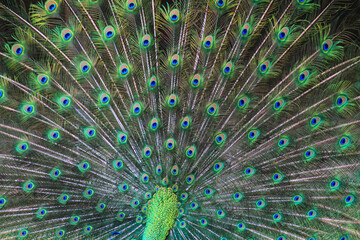 Obraz premium nice big peacock texture