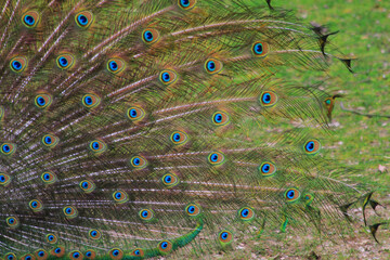 Obraz premium nice big peacock texture