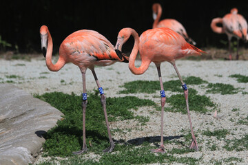 beautiful flamingo bird
