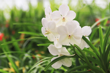 orchidea flowers texture © jonnysek