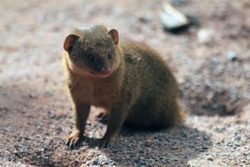 dwarf mongoose (Helogale parvula)