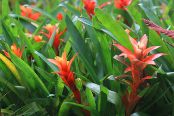 green bromelia flower
