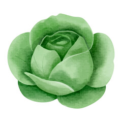 Obraz premium Watercolor cabbage. Hand drawn vegetable. Healthy vegan food.