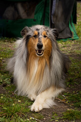 Sheltie dog looking at the camera outdoor portrait