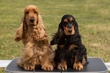 A pair of english cocker spaniels sitting together