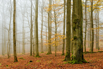 Fototapeta premium Forest of Beech Trees in Autumn, Fog and Rain, Last yellow leaves, Kellerwald National Park, Germany