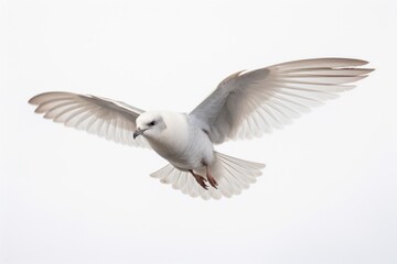 Obraz premium Fulmar flying animal white.