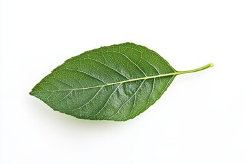 Single Green Leaf on White - A close-up shot of a single, vibrant green leaf isolated on a pure white background