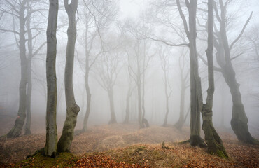 Haunted Forest of Spooky Gnarled Beech Trees in Thick Fog during Autumn
