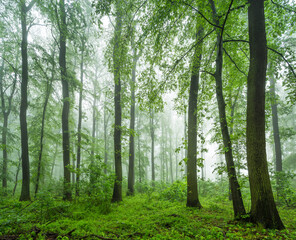 Obraz premium Foggy green forest of beech and hornbeam trees in early spring