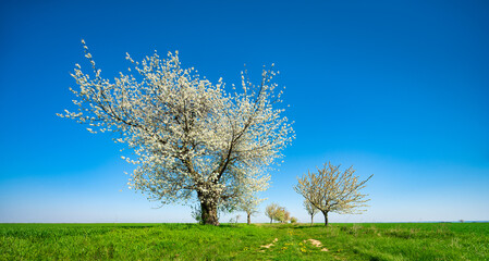 Naklejka premium Old Cherry Trees in full bloom along farm track through green Fields under blue sky in Spring