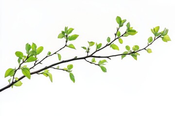 Obraz premium Spring Branch with New Leaves - A delicate branch with vibrant green leaves, isolated on a white background. Perfect for spring themes