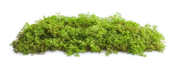 Obraz premium Green Moss Patch Isolated on White Background