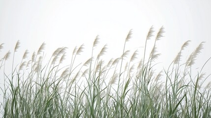 Tall grasses on a white background. A long slivered grass bushes in the grass. Isolated white background with white background rendering. Tall grasses set against lifestyle a white backdrop.
