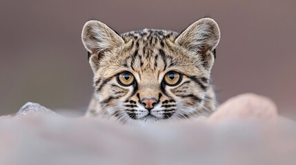 Fototapeta premium Close-up of a young ocelot. Hidden in the landscape. Suitable for nature or wildlife publications