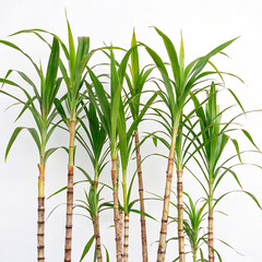 Obraz premium green bamboo leaves