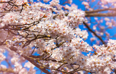 Beautiful of Cherry Blossom or Sakura flower in the nature garden on white background.