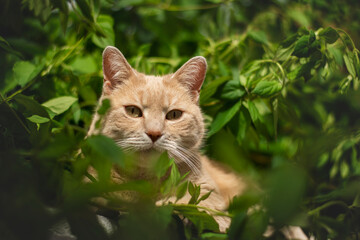 Close up yellow cat looking at the camera through the leaves
