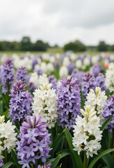 Colorful hyacinth flowers blooming in field under cloudy sky, nature's beauty