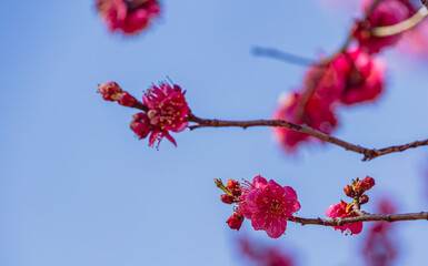 運動公園　梅の花-52